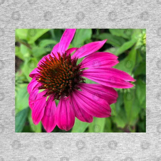 Rise and Shine with Pink Echinacea by Photomersion